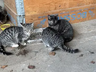 Kattekillinger sælges