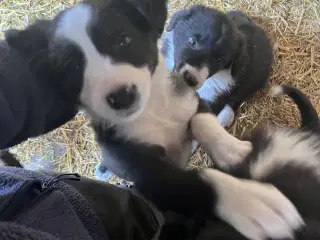 Border Collie hvalpe søger deres nye familie