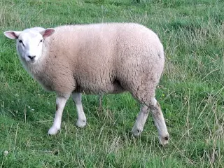 Texel lam
