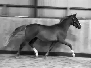 Sports pony vallak 