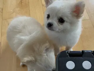Chihuahua/pomeranian
