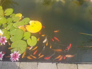 Guldfisk 