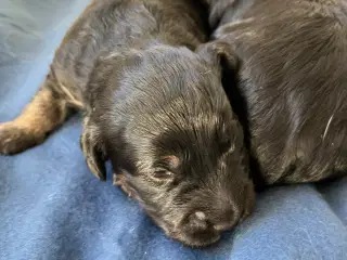 Skønne Goldendoodle Hvalpe til salg