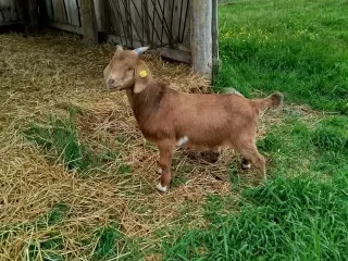 Bukkekid