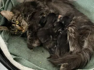 Maine Coon hunkat på 1,5 år