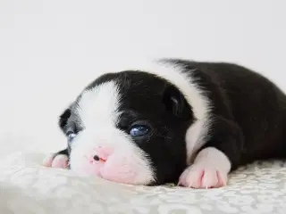 Boston terrier 