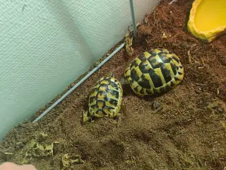 To græske skildpadder 