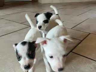 Jack russel hvalpe