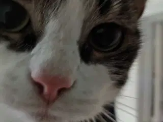 Akut Kat Bortgives
