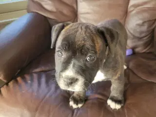 Sidste Staffordshire Bull Terrier Hvalp 7 uger