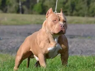 American bully pocket han til avl