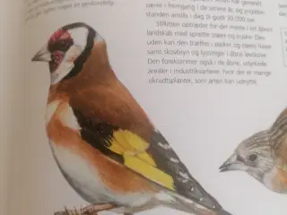 ~e,t figur, turtels købes100