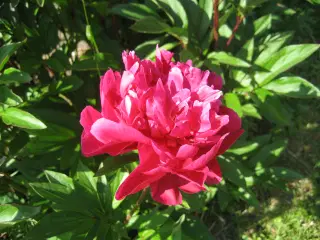 Smukke mørkerøde pæoner