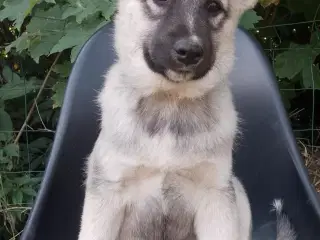 Husky blandinger 