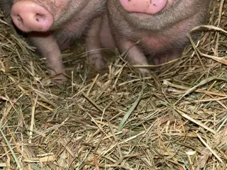 🐷 Canadiske minigrise – født 25. juni 2025 🐷