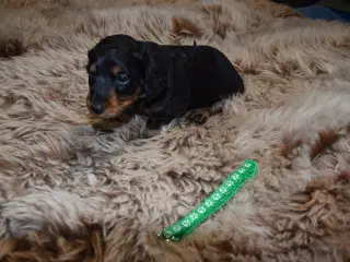 Langhåret miniature gravhunde