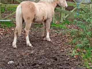 Welsh 1 års hoppeplag