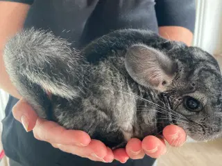 Chinchilla dame