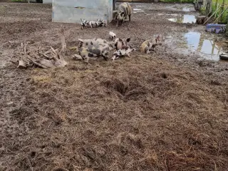 Små grise blanding Durco / dansk landrace 