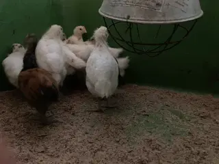 4 uge gammele kyllinger