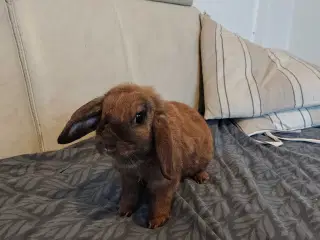 Fri-Kanin 2.5 år 🐰