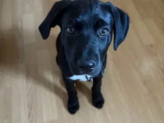 Labrador blanding