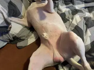 Dansk Svensk Gårdhund