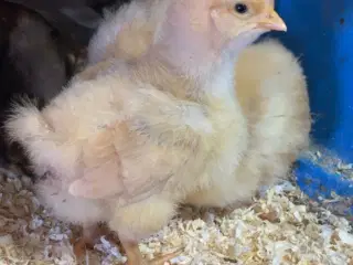 3 wyandotter og 6 orpinton sælges