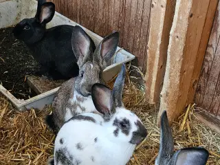 4 hun kaniner