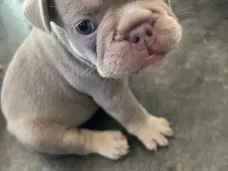 Fransk bulldog hvalpe m stamtavle fra Avlsgodkende