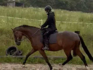 kærlig, ærlig, trafiksikker, dressurafstamning