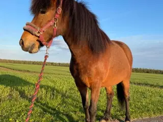 islænder hoppe fra 2018