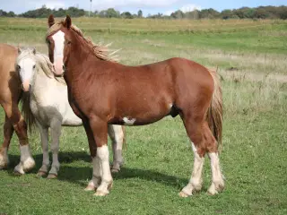 Welsh sec C hingst 2år (Kat 2)