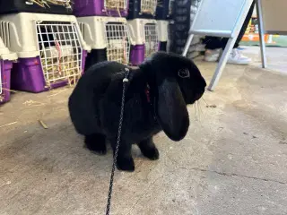 Østrigsk Hopkanin / Kælekanin sælges