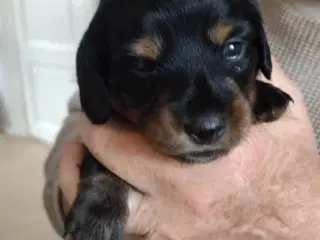 Langhåret gravhundehvalpe