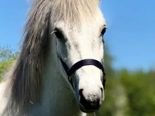 Dejlige Fønix 