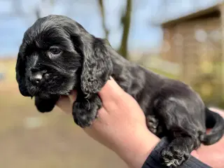 spaniel hvalp fra undersøgte forældre 7 uger gl.