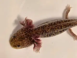 Flotte axolotler søger nyt akvarie 