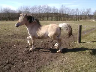 fjordhest hingst