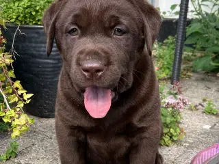 Brune labradorhvalpe