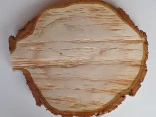 NY Thuja Træskive med bark 30,5 cm lang