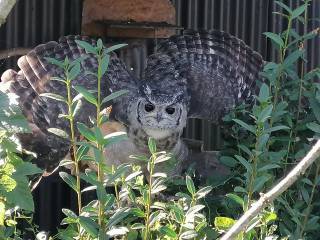 Bubo cinerascens