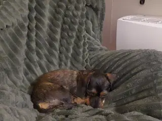 Søger jack russell/dansk svensk gårdhund tæve hval