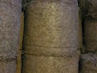 Rughalm 