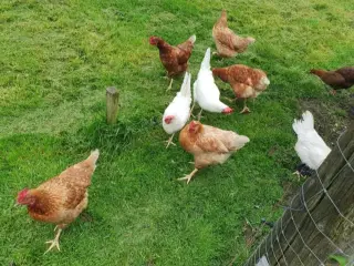 Have høns.