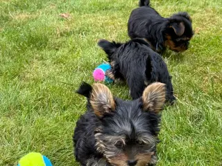 Yorkshire terrier hvalpe