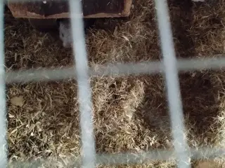 Ørkenrotte opdræt sælges