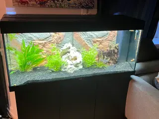 240l juwel akvarie 