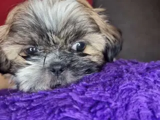 Shih tzu hvalpe 