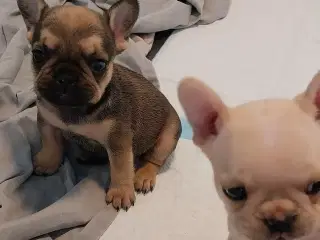 Ægte Franske Bulldogs